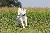 SIBERIAN HUSKY 151